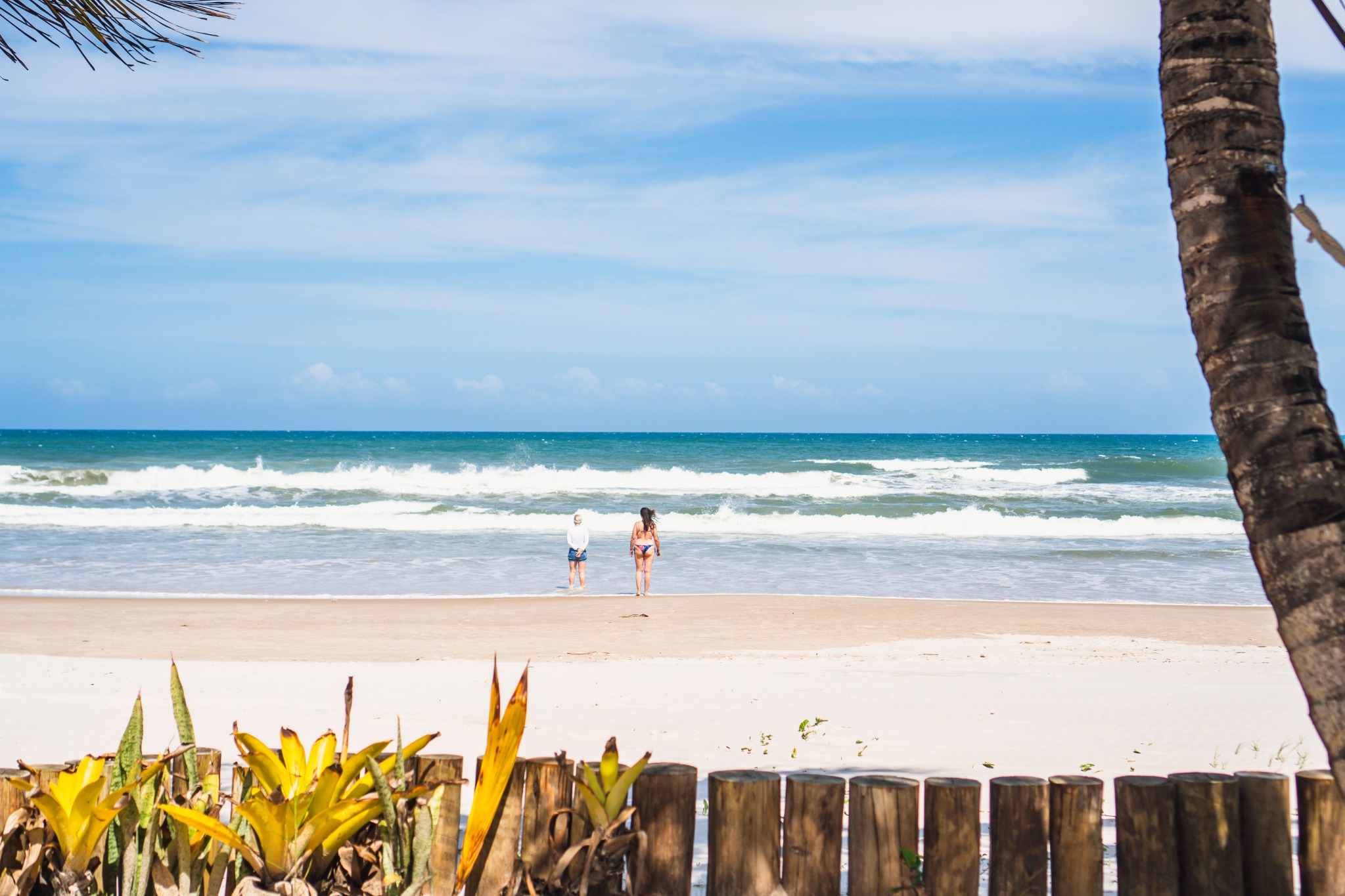 Two small figures face the ocean waves beyond a wooden fence and a palm tree.