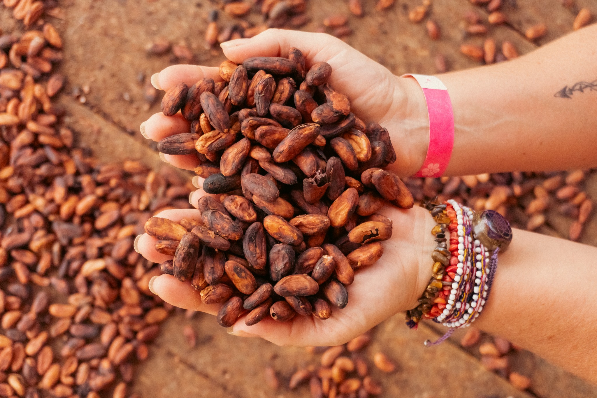 Fresh cacao beans held in two hands above a bed of drying beans.
