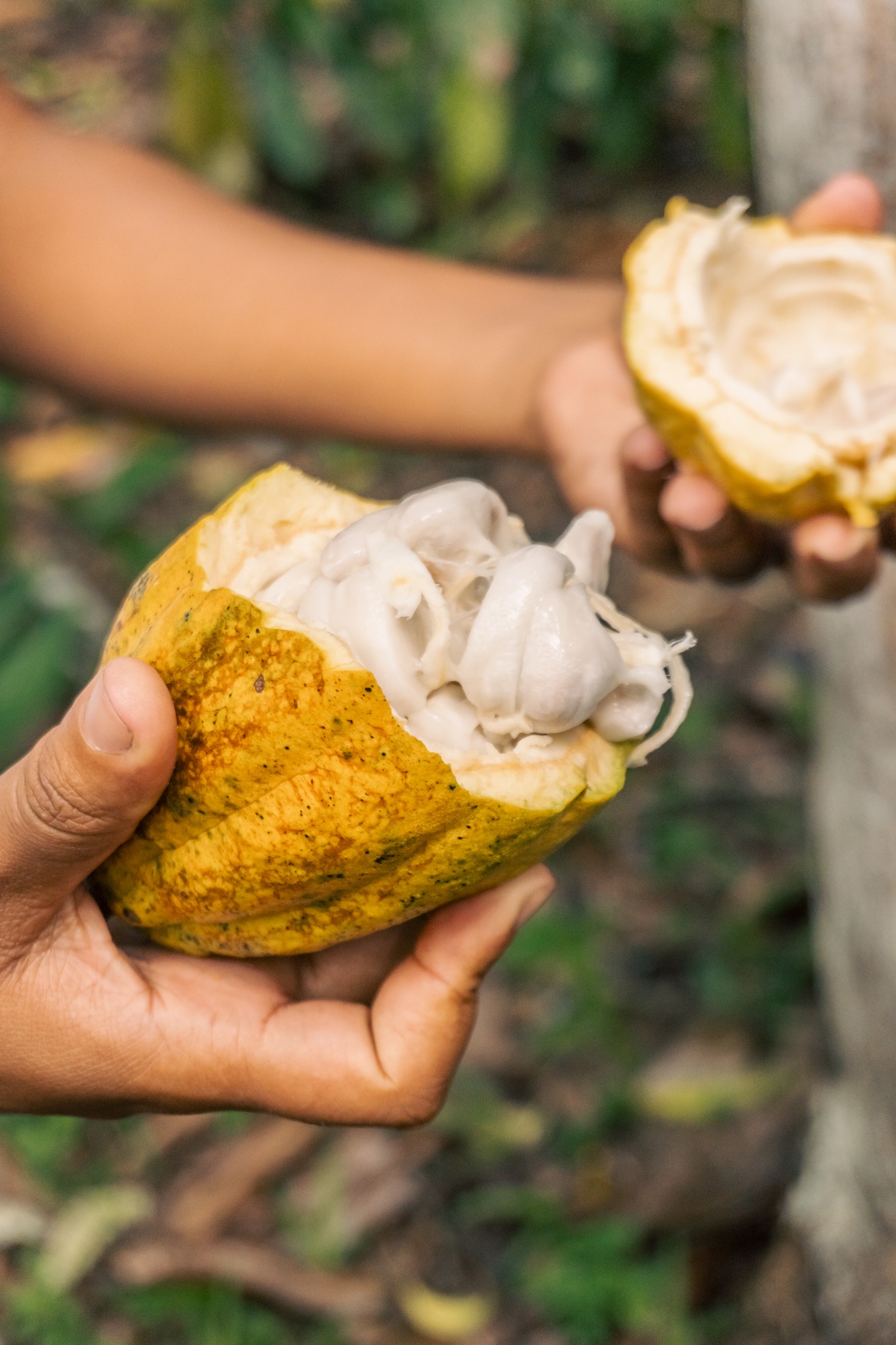 A freshly opened cacao pod reveals its white pulp.